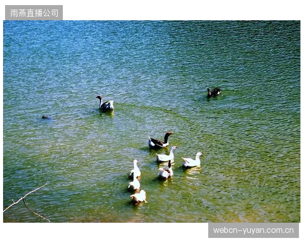 杭州千岛湖水上运动中心验证自动化阻尼平抑方案，将训练时长延长了22%
